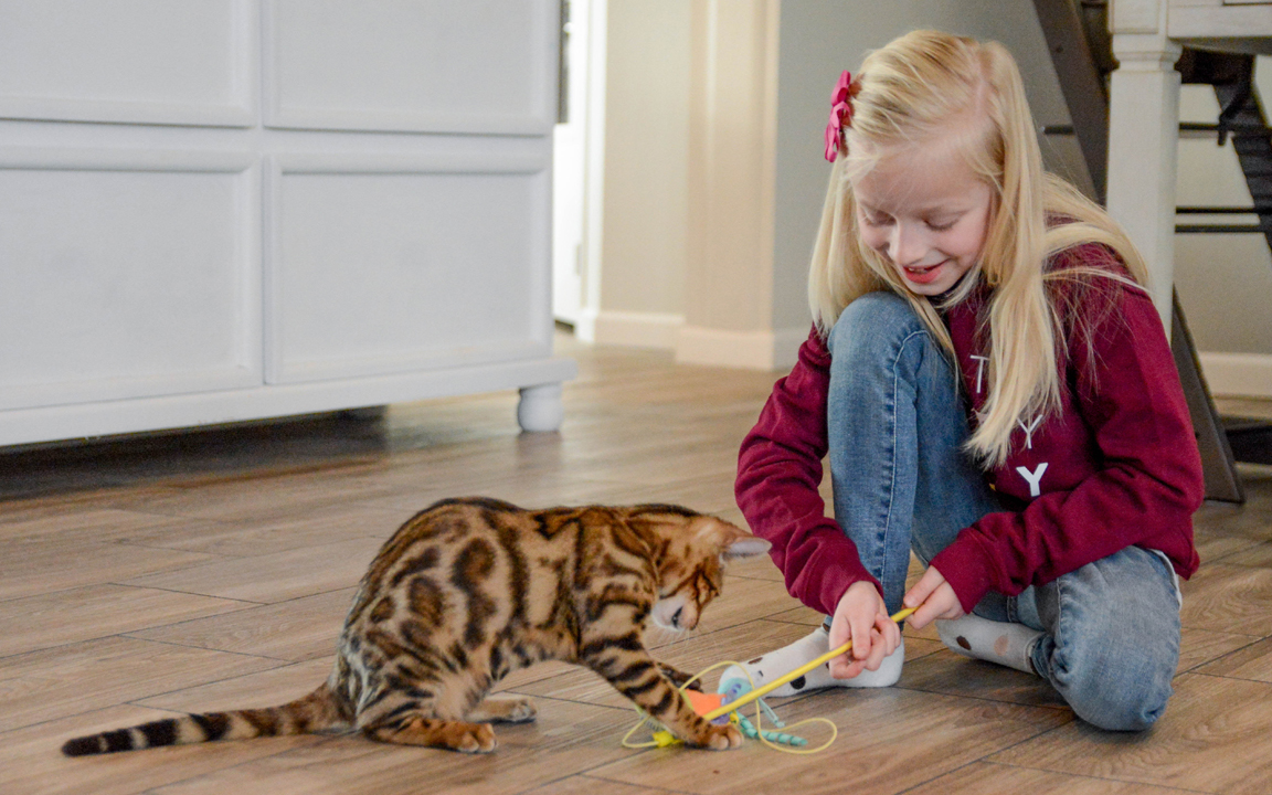 beautiful bengal kitten texas