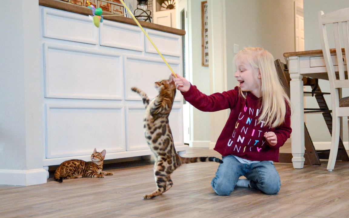 beautiful bengal kitten texas