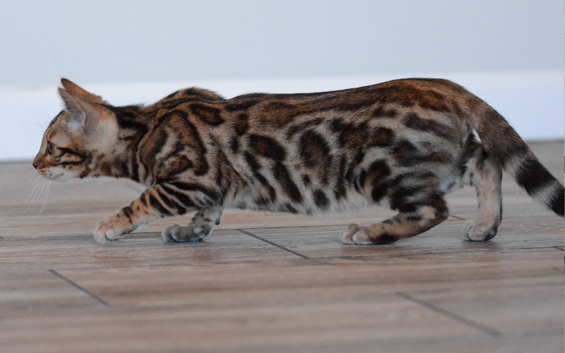 beautiful bengal kitten texas