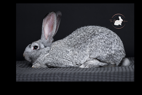 Pet Rabbits for sale meat rabbits for adoption rabbit breeder near me bunny for sale