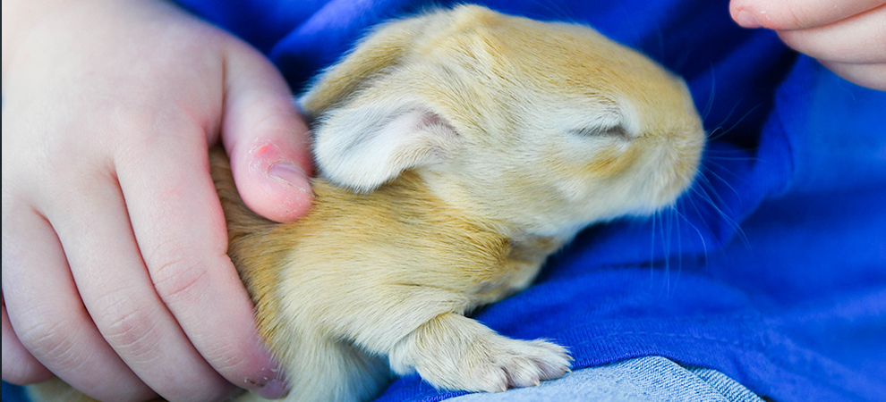 baby bunnies for sale giant rabbit breeds for sale texas