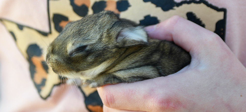 baby bunnies for sale giant rabbit breeds for sale texas