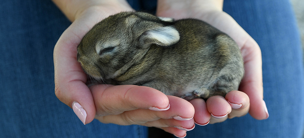 baby bunnies for sale giant rabbit breeds for sale texas