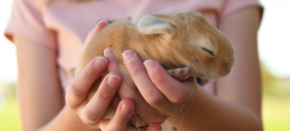 baby bunnies for sale giant rabbit breeds for sale texas