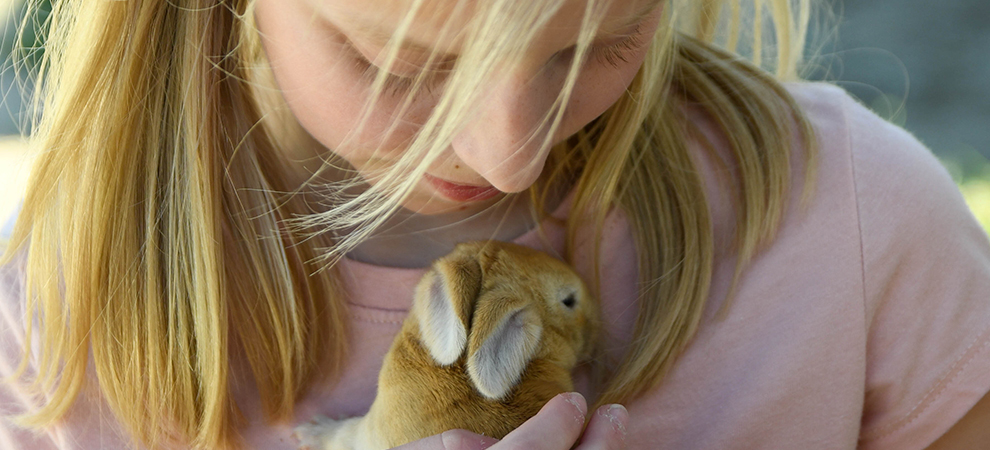 baby bunnies for sale giant rabbit breeds for sale texas