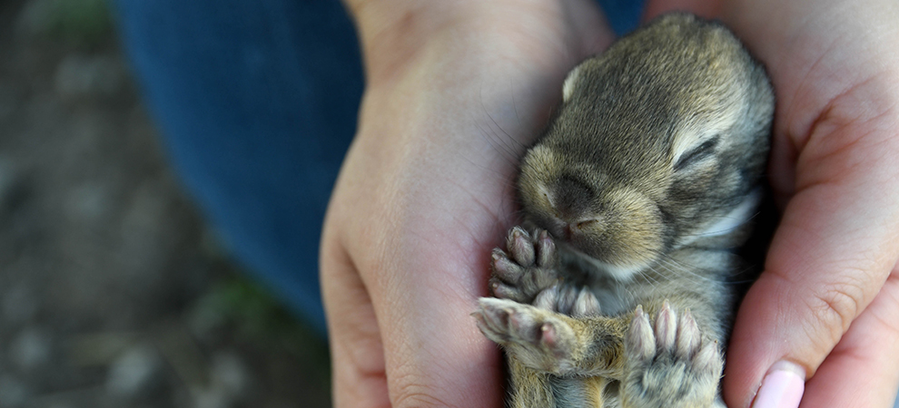 baby bunnies for sale giant rabbit breeds for sale texas