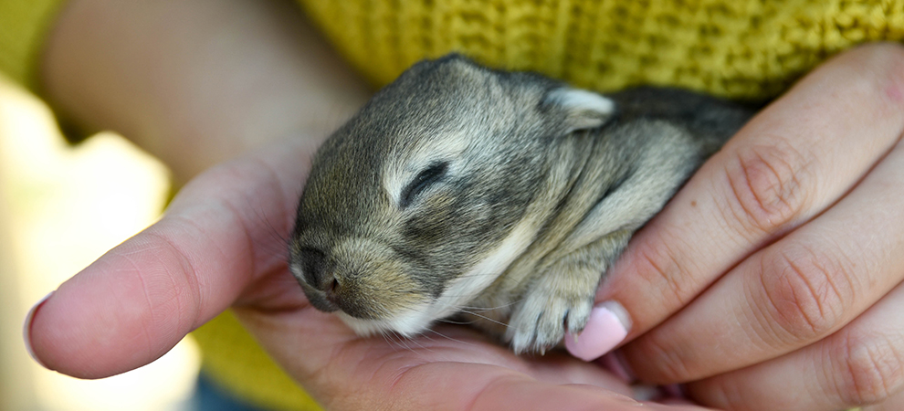 baby bunnies for sale giant rabbit breeds for sale texas