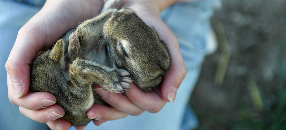 baby bunnies for sale giant rabbit breeds for sale texas