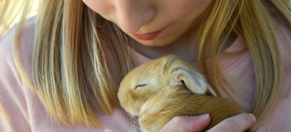 baby bunnies for sale giant rabbit breeds for sale texas