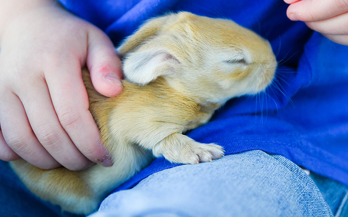 giant rabbit for sale as a pet in dallas texas