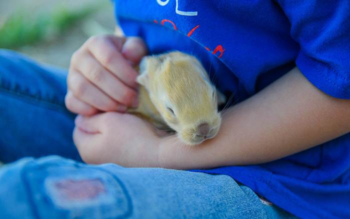 baby bunnies for sale near me in texas dallas fort worth bunnies as pet