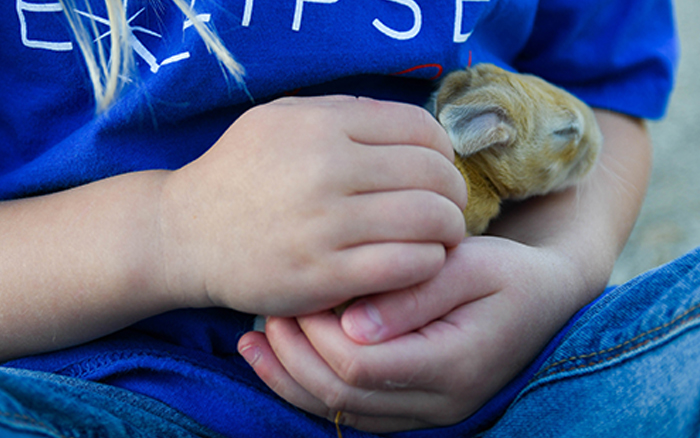 baby bunnies for sale near me in texas dallas fort worth bunnies as pet