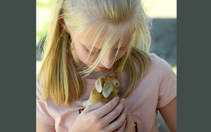 giant rabbit for sale as a pet in dallas texas