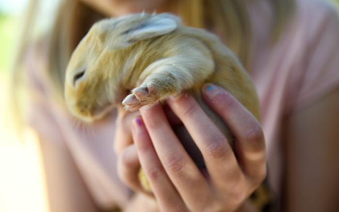 baby bunnies for sale near me in texas dallas fort worth bunnies as pet