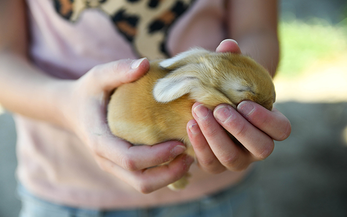 pet rabbit for sale near me texas