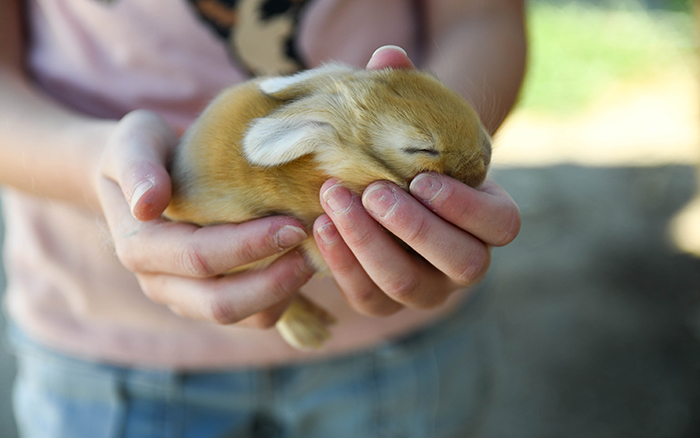 baby bunnies for sale near me in texas dallas fort worth bunnies as pet