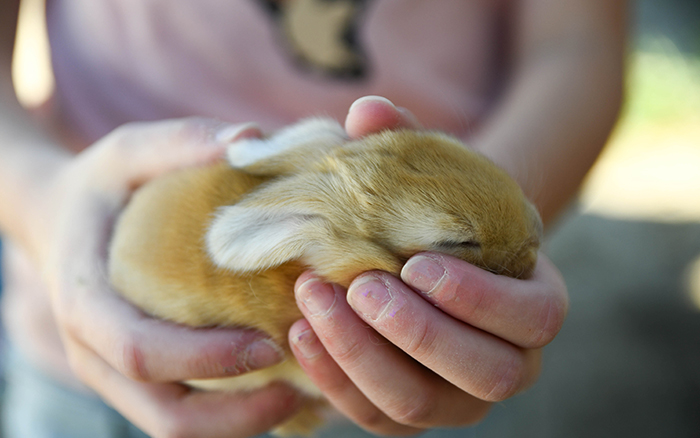 pet rabbit for sale near me texas