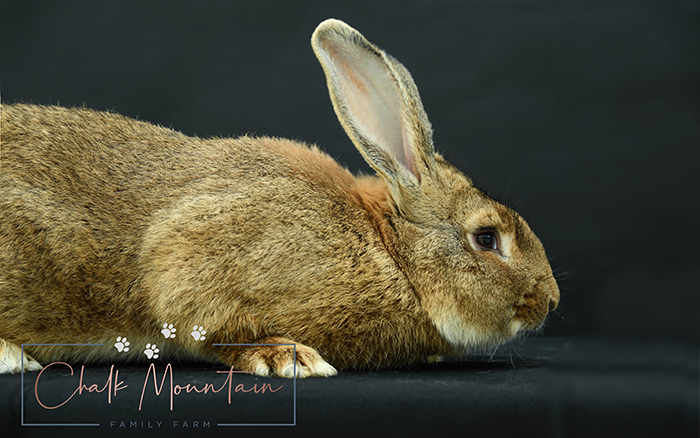 baby bunnies for sale near me in texas dallas fort worth bunnies as pet