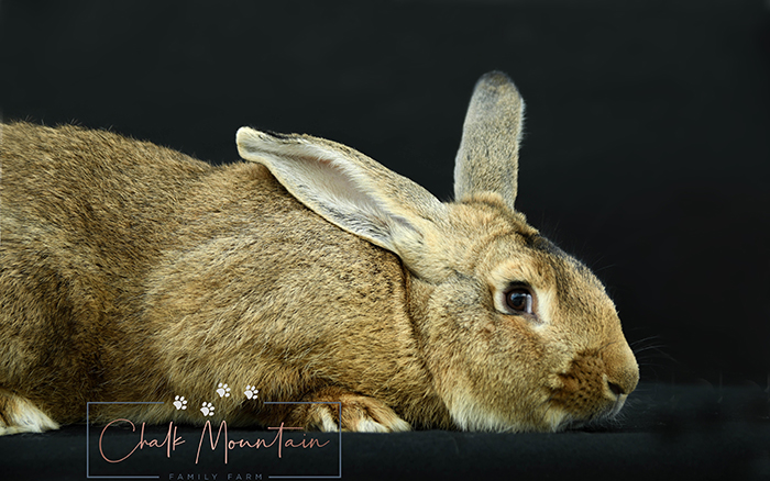 baby bunnies for sale near me in texas dallas fort worth bunnies as pet