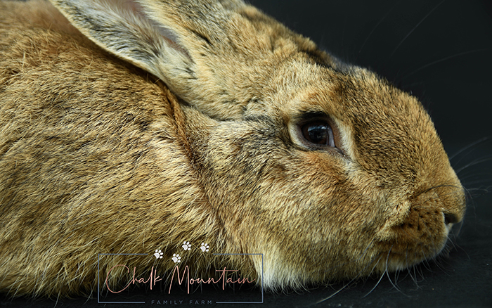 baby bunnies for sale near me in texas dallas fort worth bunnies as pet