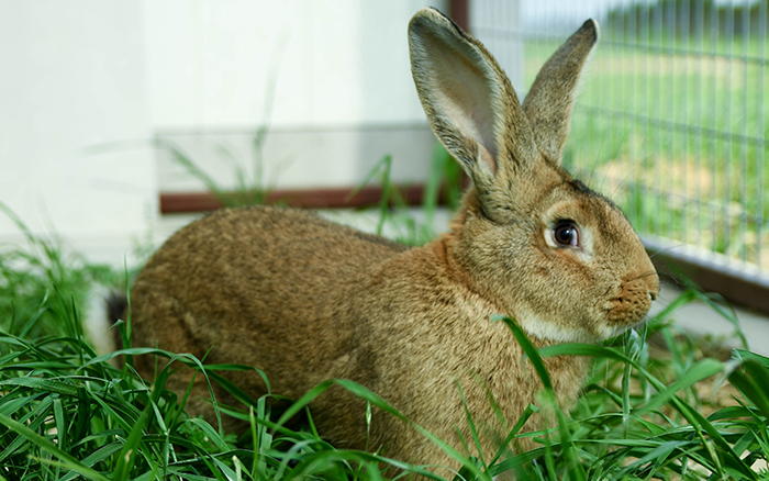 pet rabbit for sale near me texas