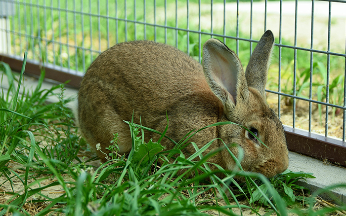 pet rabbit for sale near me texas