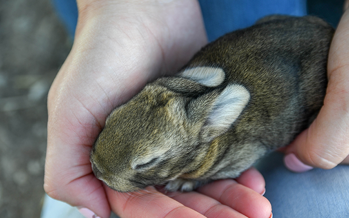 giant rabbit for sale as a pet in dallas texas