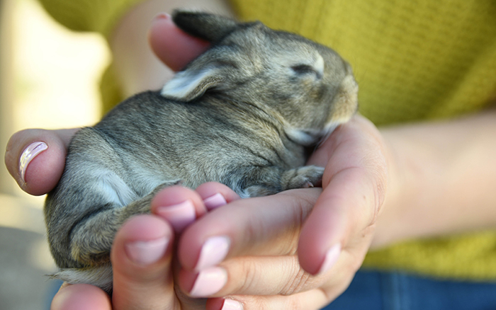 baby bunnies for sale near me in texas dallas fort worth bunnies as pet