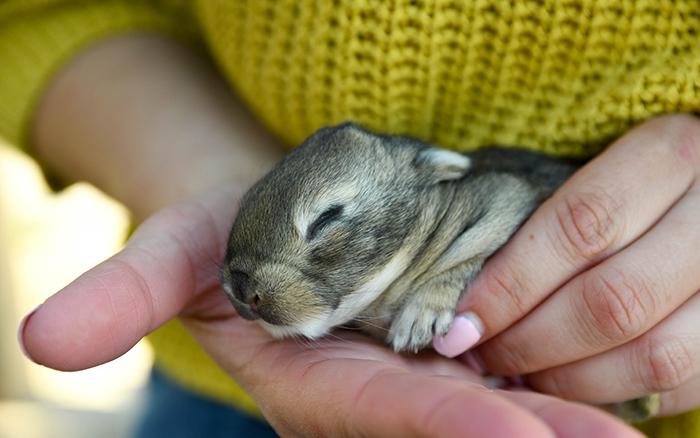 pet rabbit for sale near me texas