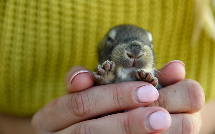 baby bunnies for sale near me in texas dallas fort worth bunnies as pet