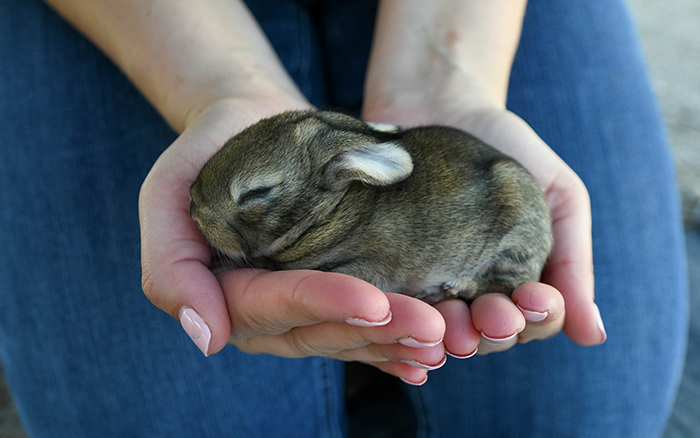 giant rabbit for sale as a pet in dallas texas