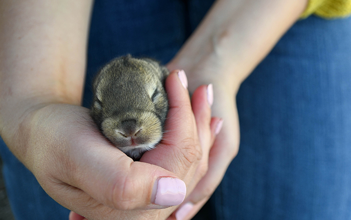 baby bunnies for sale near me in texas dallas fort worth bunnies as pet