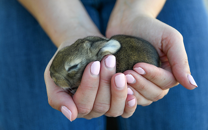 pet rabbit for sale near me texas