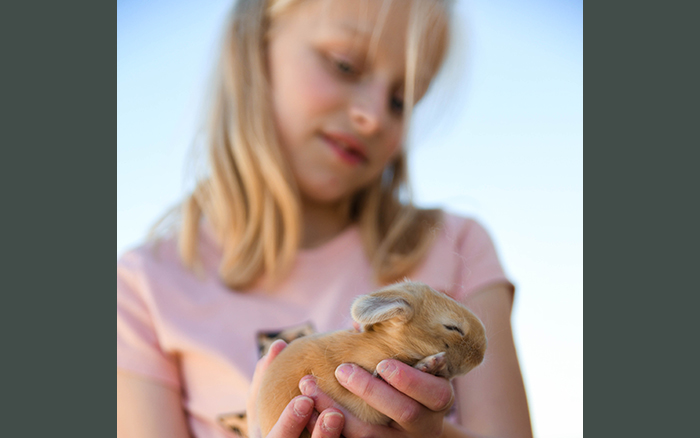 giant rabbit for sale as a pet in dallas texas