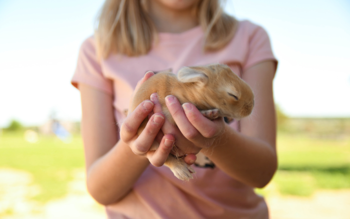 baby bunnies for sale near me in texas dallas fort worth bunnies as pet