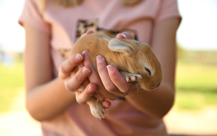 pet rabbit for sale near me texas