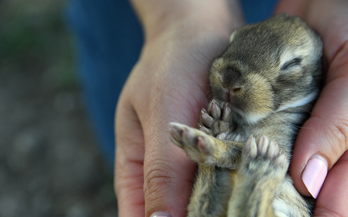 giant rabbit for sale as a pet in dallas texas