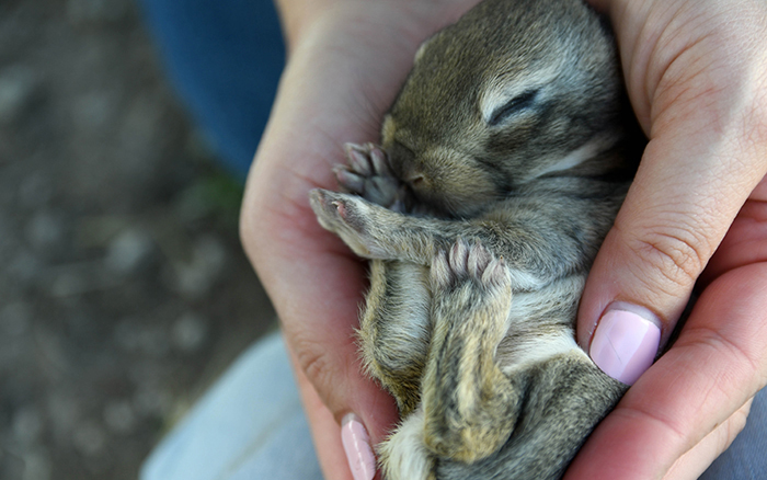 baby bunnies for sale near me in texas dallas fort worth bunnies as pet