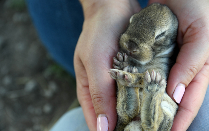 pet rabbit for sale near me texas