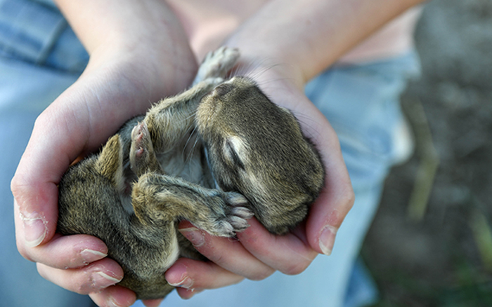 giant rabbit for sale as a pet in dallas texas