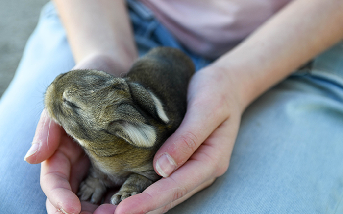 baby bunnies for sale near me in texas dallas fort worth bunnies as pet