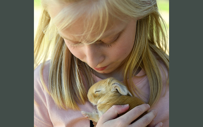 giant rabbit for sale as a pet in dallas texas