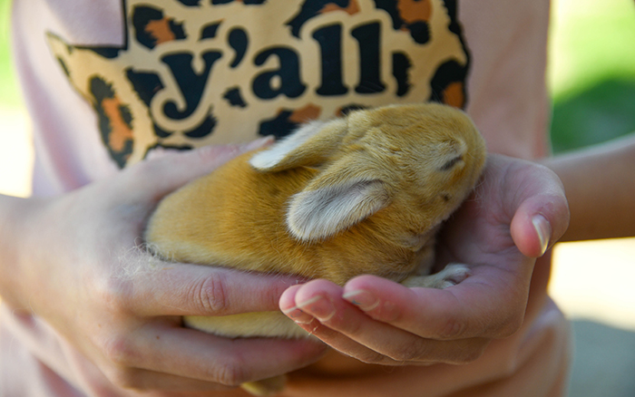 baby bunnies for sale near me in texas dallas fort worth bunnies as pet