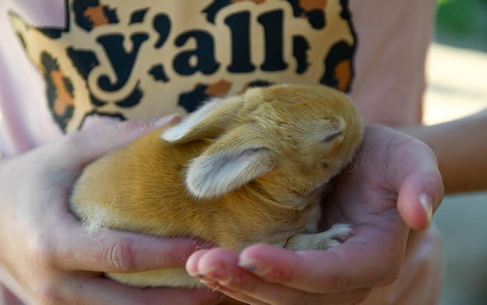 pet rabbit for sale near me texas