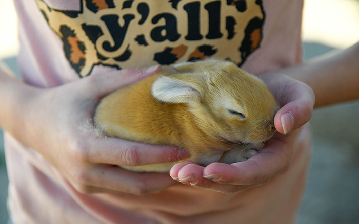 baby bunnies for sale near me in texas dallas fort worth bunnies as pet