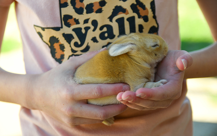 pet rabbit for sale near me texas